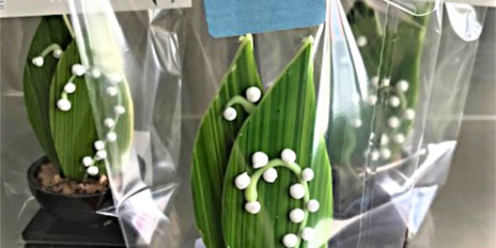 Chocolat 1er mai_CMFG